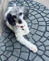 Buddy (Prince), a male Poodle - Miniature  for sale in Grandville, MI – 1 of 6
