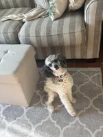 Buddy, a male Poodle - Miniature  for sale in Grandville, MI – 2 of 5