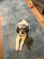 Buddy, a male Poodle - Toy  for sale in Grandville, MI – 5 of 6