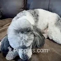 Buddy  – Cavapoo puppy for sale in Grandville, MI