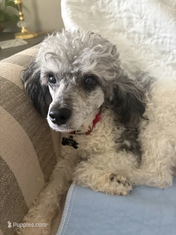Buddy 11” – Poodle - Miniature  puppy for sale in Grandville, MI
