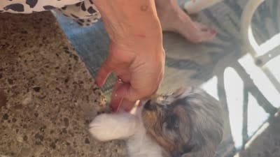 Merlin, a male Cavapoo for sale in Grandville, MI – 6 of 6