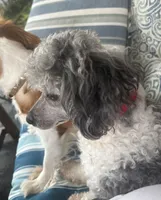 Buddy (Prince), a male Poodle - Miniature  for sale in Grandville, MI – 4 of 6