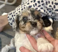 Merlin, a male Cavapoo for sale in Grandville, MI – 1 of 6