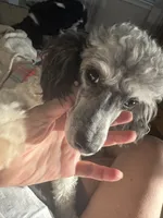 Buddy (Prince), a male Poodle - Miniature  for sale in Grandville, MI – 2 of 6