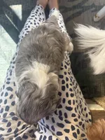 Merlin, a male Cavapoo for sale in Grandville, MI – 3 of 6
