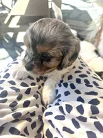 Merlin, a male Cavapoo for sale in Grandville, MI – 2 of 6