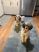 Buddy, a male Poodle - Miniature  for sale in Grandville, MI – 4 of 5