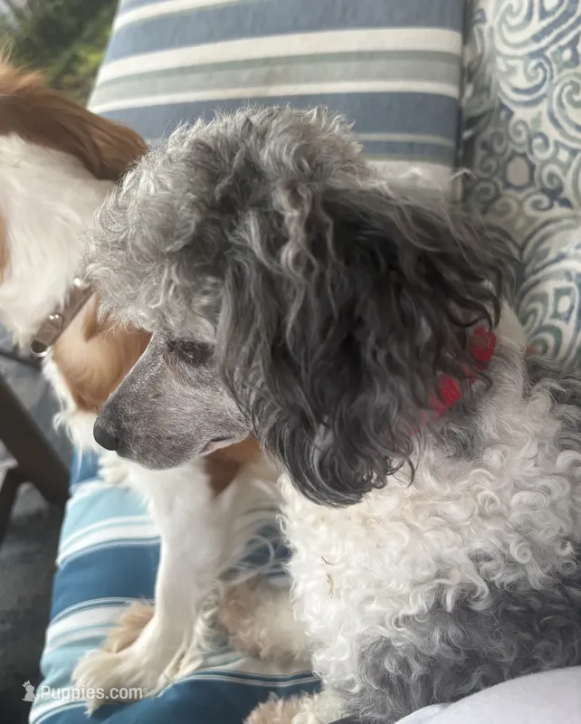 Buddy – Poodle - Toy , Poodle - Miniature  puppy for sale in Grandville, MI