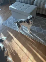 Buddy, a male Poodle - Toy  for sale in Grandville, MI – 3 of 6