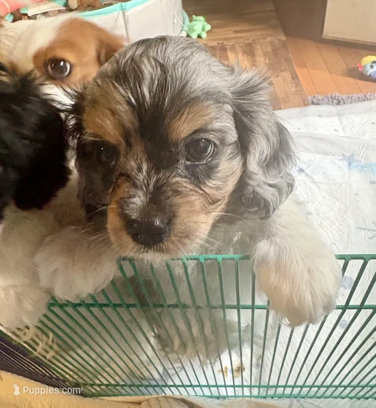 Merlin – Cavapoo puppy for sale in Grandville, MI