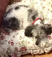 Buddy 11”, a male Poodle - Miniature  for sale in Grandville, MI – 2 of 7
