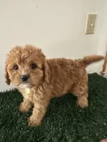 Molly, a female Cavapoo for sale in Pleasantville, TN – 4 of 7
