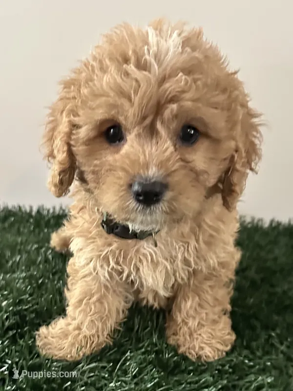 Louie – Cavapoo puppy for sale in Pleasantville, TN