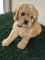 Champ, a male Cavapoo for sale in Pleasantville, TN – 2 of 7