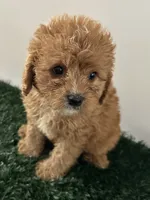 Molly, a female Cavapoo for sale in Pleasantville, TN – 5 of 7