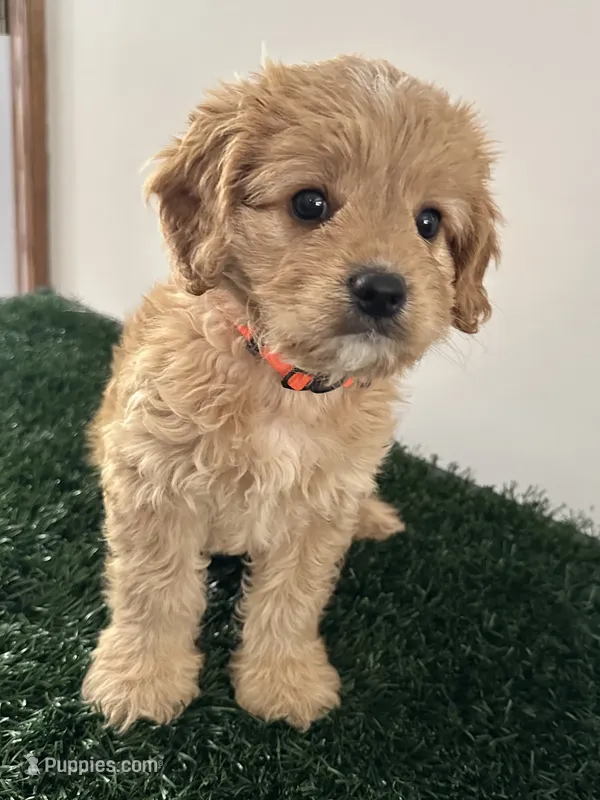 Max, a male Cavapoo for sale in Pleasantville, TN – 1 of 8