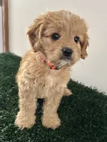 Max, a male Cavapoo for sale in Pleasantville, TN – 1 of 8