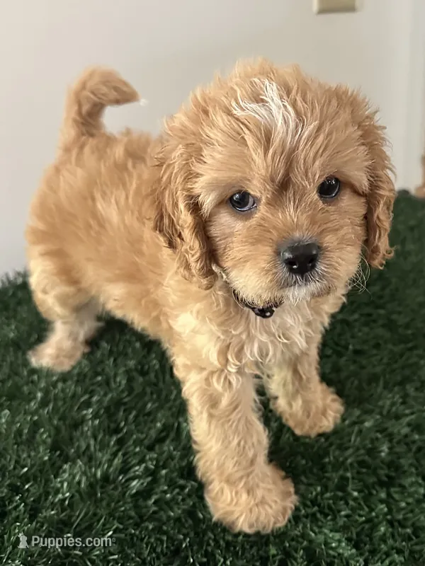 Champ – Cavapoo puppy for sale in Pleasantville, TN