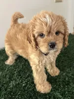 Champ, a male Cavapoo for sale in Pleasantville, TN – 1 of 7