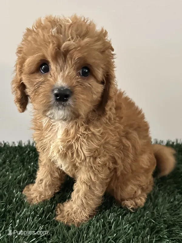 Molly, a female Cavapoo for sale in Pleasantville, TN – 1 of 7