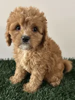 Molly, a female Cavapoo for sale in Pleasantville, TN – 1 of 7