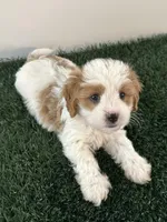 Charlie, a male Cavapoo for sale in Pleasantville, TN – Photo 5 of 9