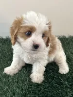 Charlie, a male Cavapoo for sale in Pleasantville, TN – Photo 2 of 9