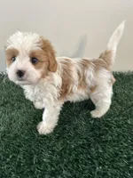 Charlie, a male Cavapoo for sale in Pleasantville, TN – Photo 7 of 9