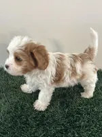 Charlie, a male Cavapoo for sale in Pleasantville, TN – Photo 4 of 9