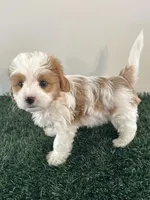 Charlie, a male Cavapoo for sale in Pleasantville, TN – Photo 1 of 9