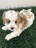 Charlie, a male Cavapoo for sale in Pleasantville, TN – Photo 3 of 9