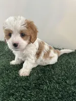 Charlie, a male Cavapoo for sale in Pleasantville, TN – Photo 6 of 9