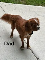 Charlie, a male Cavapoo for sale in Pleasantville, TN – Photo 9 of 9