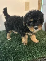 Stella, a female Cavapoo for sale in Pleasantville, TN – 5 of 7