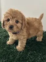 Bear, a male Cavapoo for sale in Pleasantville, TN – 4 of 8
