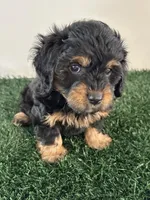 Rocky , a male Cavapoo for sale in Pleasantville, TN – Photo 2 of 10