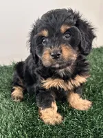 Rocky , a male Cavapoo for sale in Pleasantville, TN – Photo 7 of 10