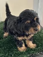 Rocky , a male Cavapoo for sale in Pleasantville, TN – Photo 8 of 10