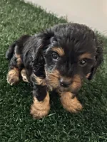 Rocky , a male Cavapoo for sale in Pleasantville, TN – Photo 6 of 10