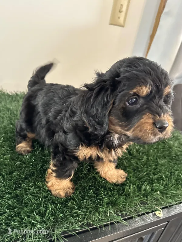 Rocky , a male Cavapoo for sale in Pleasantville, TN – Photo 1 of 10
