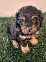 Rocky , a male Cavapoo for sale in Pleasantville, TN – Photo 3 of 10