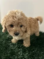 Louie, a male Cavapoo for sale in Pleasantville, TN – 4 of 8