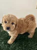 Max, a male Cavapoo for sale in Pleasantville, TN – 2 of 8