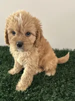 Champ, a male Cavapoo for sale in Pleasantville, TN – 3 of 7
