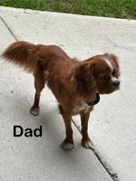 Louie, a male Cavapoo for sale in Pleasantville, TN – 8 of 8