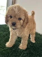 Champ, a male Cavapoo for sale in Pleasantville, TN – 5 of 7