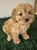 Penny, a female Cavapoo for sale in Pleasantville, TN – 4 of 7