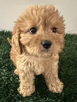Penny, a female Cavapoo for sale in Pleasantville, TN – 3 of 7