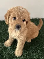 Max, a male Cavapoo for sale in Pleasantville, TN – 6 of 8
